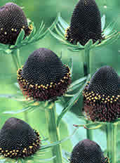 Rudbeckia occidentalis 'Green Wizard' / 'Black Beauty'