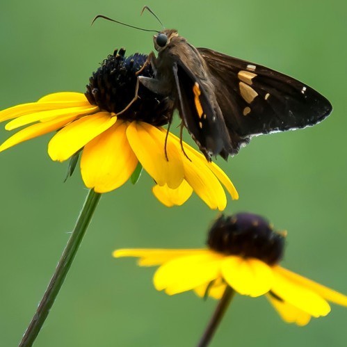 Rudbeckia triloba