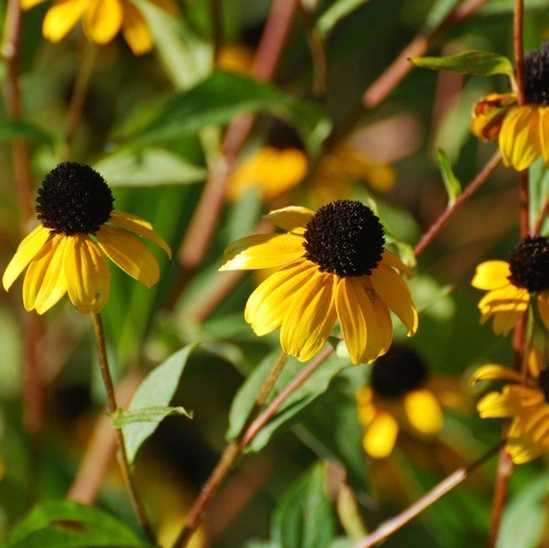 Rudbeckia triloba