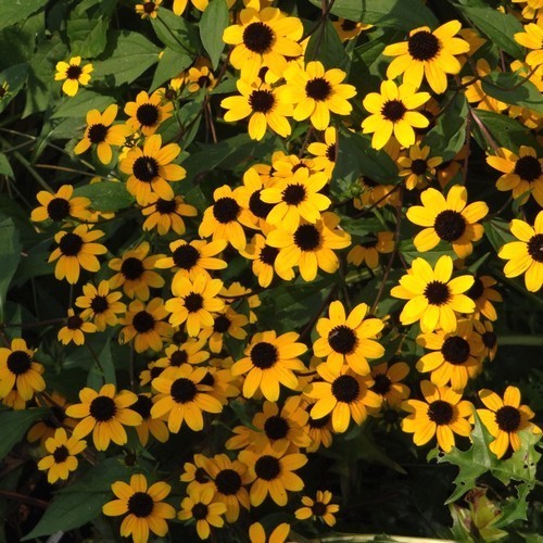Rudbeckia triloba