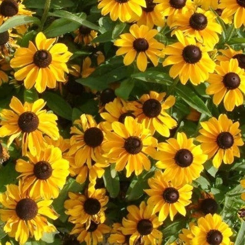 Rudbeckia triloba