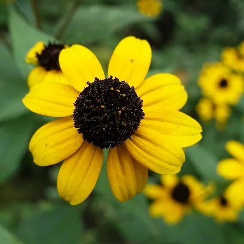 Rudbeckia triloba