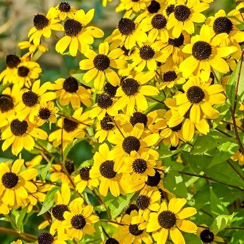 Rudbeckia triloba