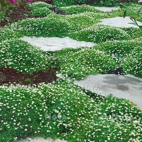 Sagina subulata