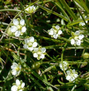Sagina subulata