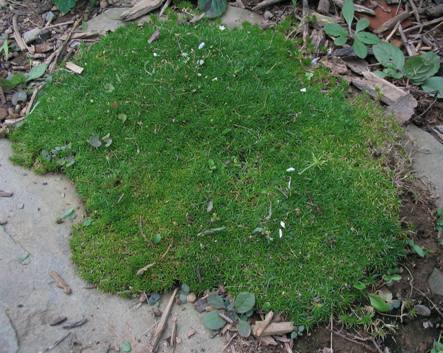 Sagina subulata