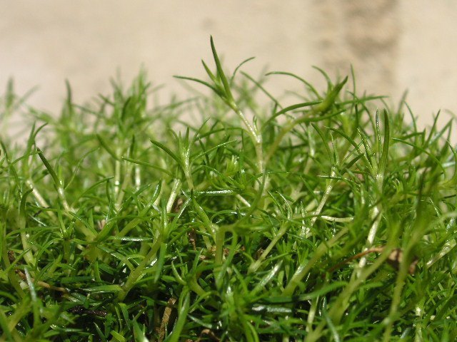 Sagina subulata