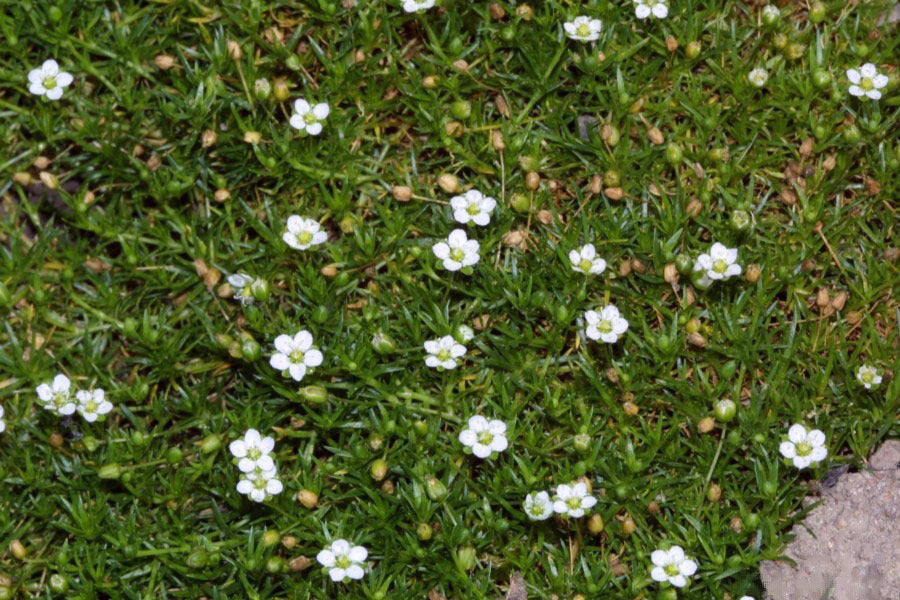 Sagina subulata
