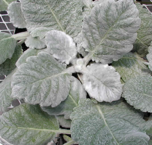 Salvia argentea ‘Artemis’