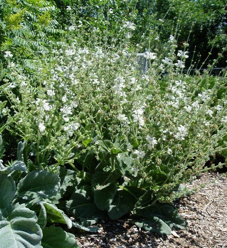 Salvia argentea ‘Artemis’