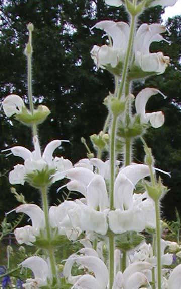 Salvia argentea ‘Artemis’