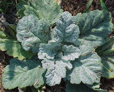Salvia argentea ‘Artemis’