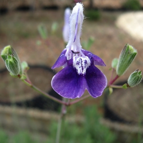 Salvia candelabrum