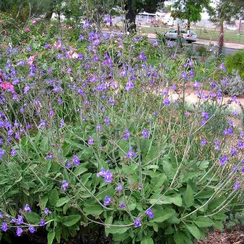 Salvia candelabrum