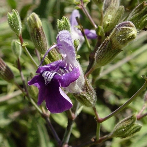 Salvia candelabrum