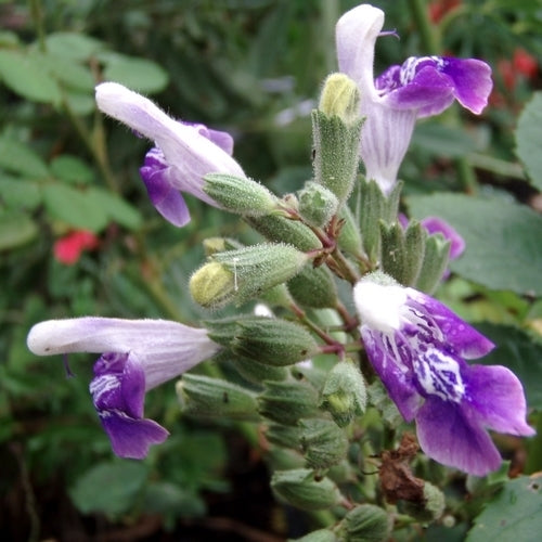Salvia candelabrum