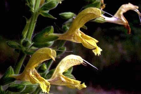 Salvia glutinosa