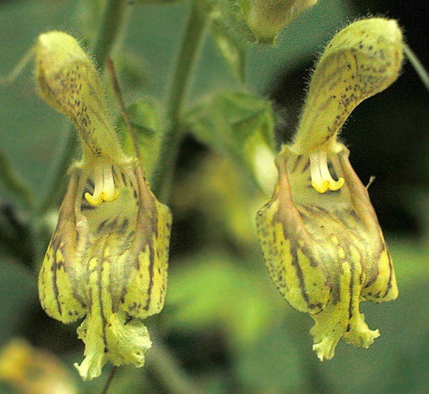 Salvia glutinosa
