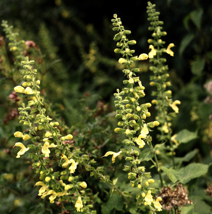 Salvia glutinosa