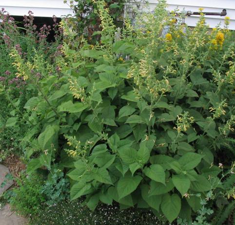 Salvia glutinosa