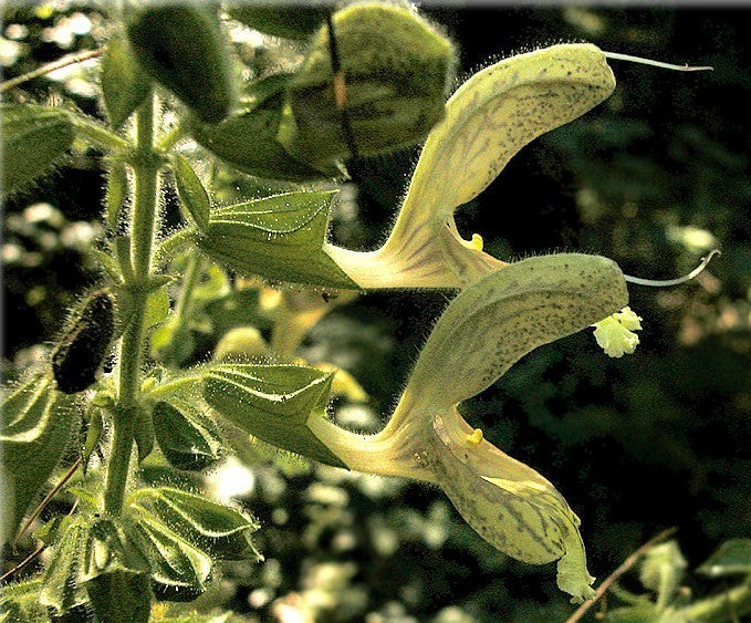 Salvia glutinosa