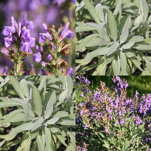 Salvia lavandulifolia