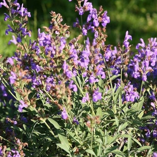Salvia lavandulifolia