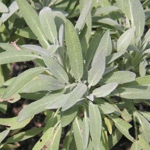 Salvia lavandulifolia