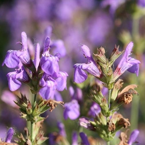 Salvia lavandulifolia