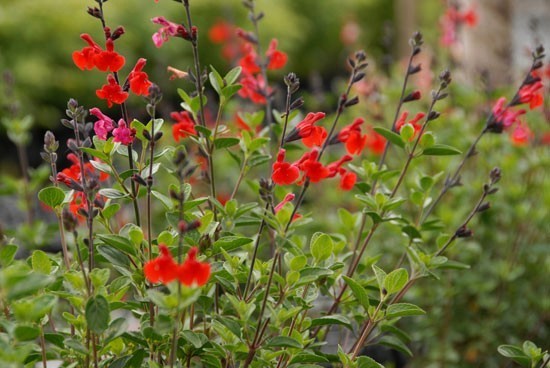 Salvia microphylla 'Royal Bumble'