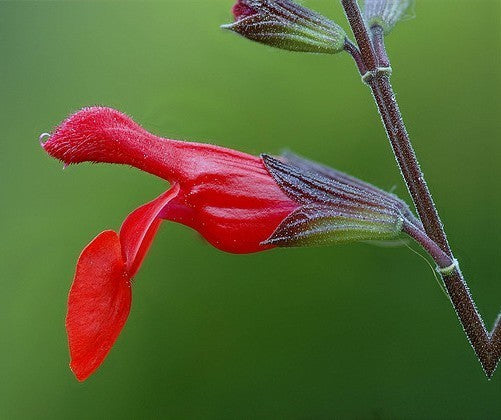 Salvia microphylla 'Royal Bumble'