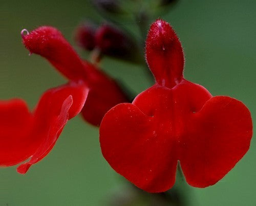 Salvia microphylla 'Royal Bumble'