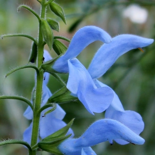 Salvia patens 'Cambridge Blue' / 'Sky Blue'