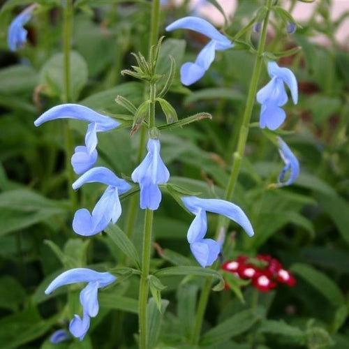 Salvia patens 'Cambridge Blue' / 'Sky Blue'