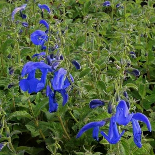 Salvia patens 'Oxford Blue' / 'Blue Angel' / 'Deep Blue'