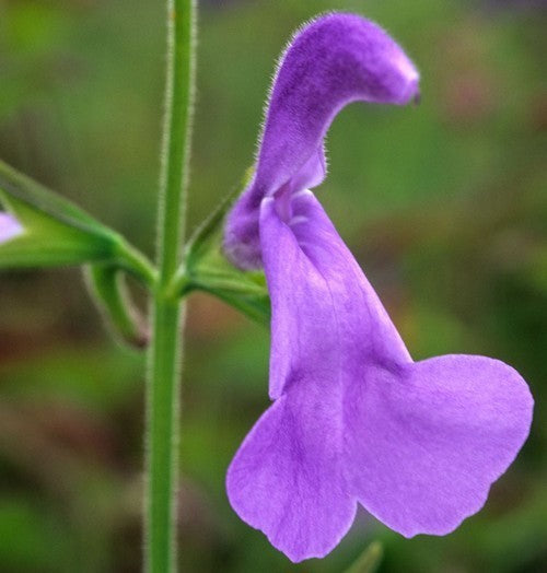 Salvia patens 'Patio Lilac'
