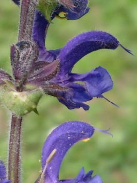 Salvia pratensis