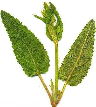 Salvia pratensis