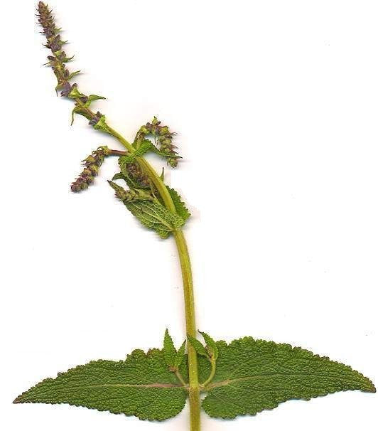 Salvia pratensis