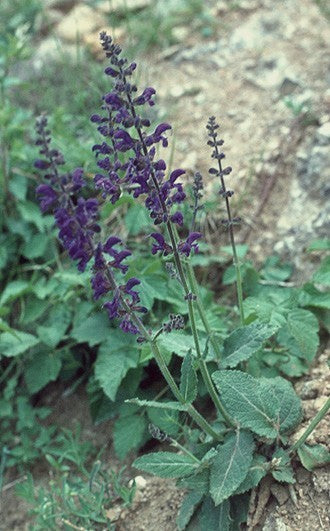 Salvia pratensis