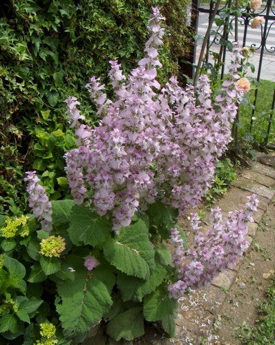 Salvia sclarea