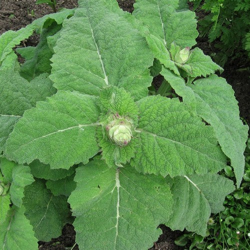 Salvia sclarea