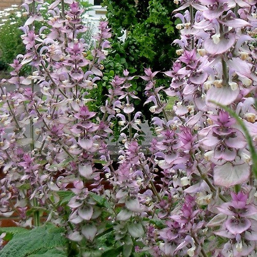 Salvia sclarea