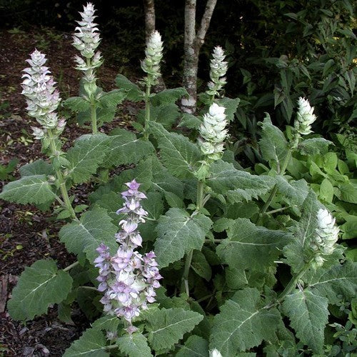 Salvia sclarea