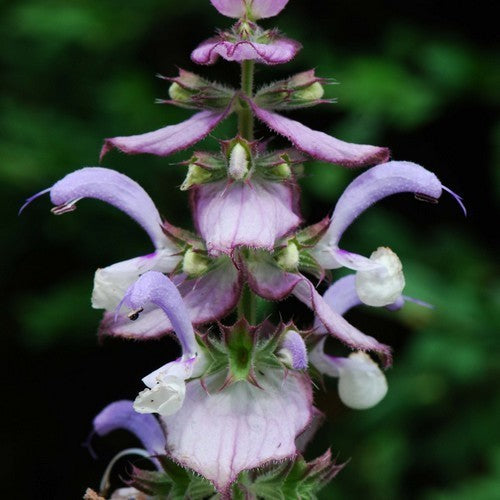 Salvia sclarea