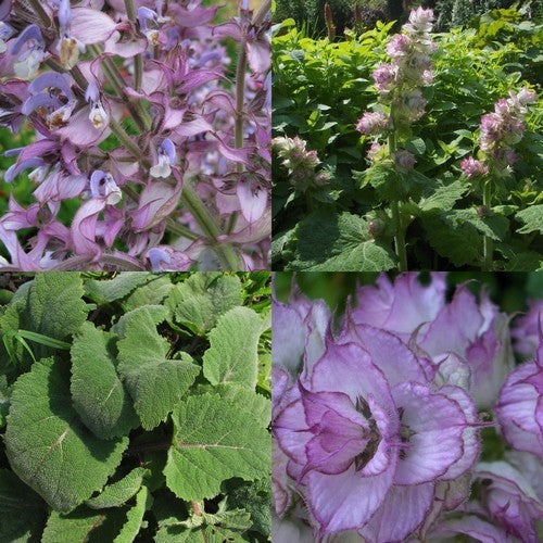 Salvia sclarea 'Turkestanica' / 'Vatican Pink'
