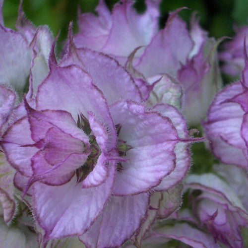 Salvia sclarea 'Turkestanica' / 'Vatican Pink'