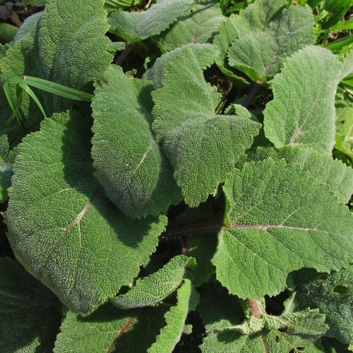 Salvia sclarea 'Turkestanica' / 'Vatican Pink'