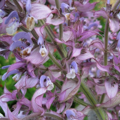 Salvia sclarea 'Turkestanica' / 'Vatican Pink'