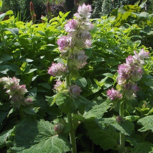 Salvia sclarea 'Turkestanica' / 'Vatican Pink'